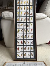 Player aviary and cage - player's,