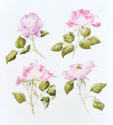 Original watercolour botanical - watercolour,