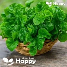 HERB - WATERCRESS  2000 SEEDS - Nasturtium officinale aquaticum Indoor outdoor 