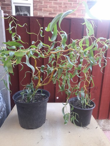 Salix single stem - single, weeping