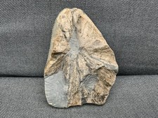 Rare fossil fish - fossil,