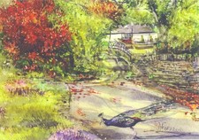 A Colourful Visitor to Nod