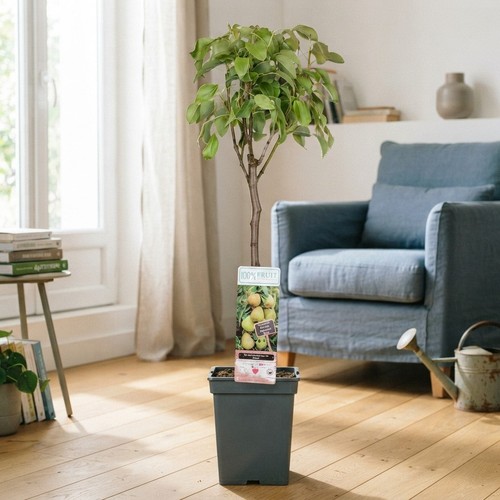 Patio fruit tree - fruit,