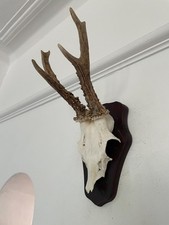 DEER ANTLERS ON SKULL MOUNTED ON SHIELD T68 TAXIDERMY