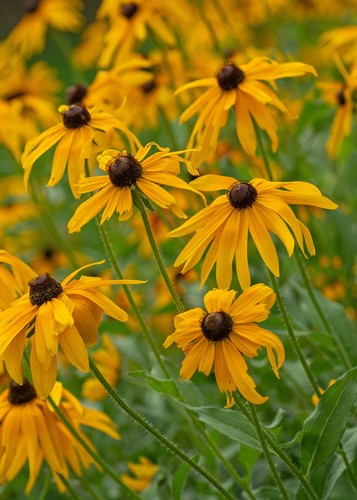 Rudbeckia goldsturm hardy - goldsturm,
