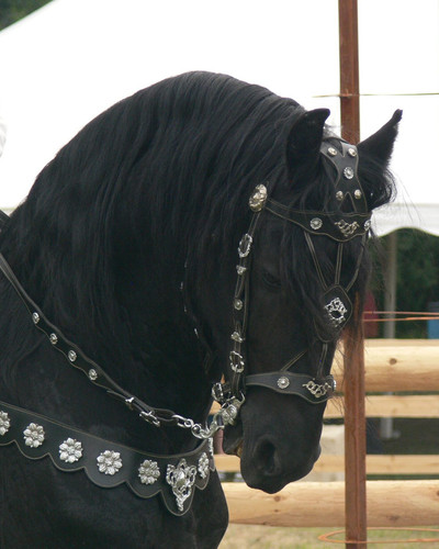 Custom handmade fancy horse - handmade,