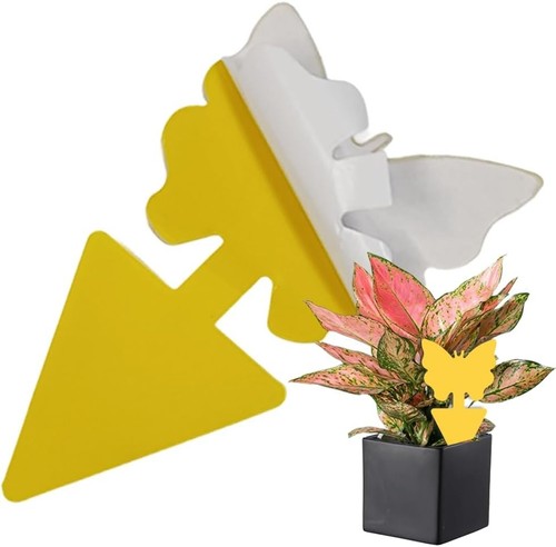 Ram 60pcs fruit fly traps - fly,