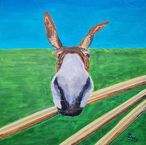 Donkey sanctuary - donkey.,