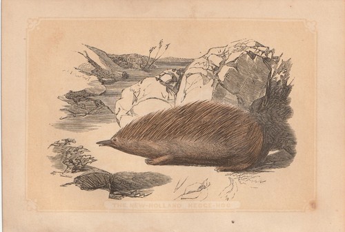 Short beaked echidna anteater - short-beaked,
