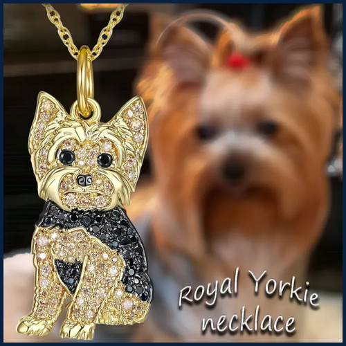 Exquisite cute yorkshire - exquisite,