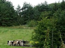 Photo 6x4 Feeding time Cattle