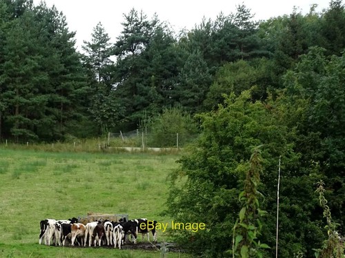 Photo 6x4 feeding time - photo,