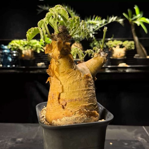 10cm rare live - 10cm+,