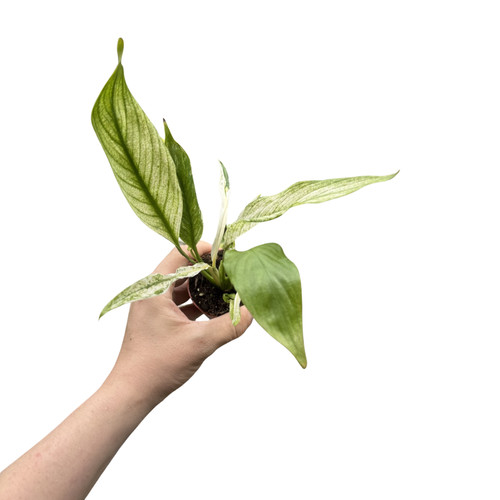 Spathiphyllum snow feather - spathiphyllum,