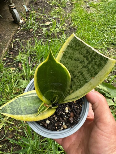 Sansevieria hahnii golden - sansevieria,