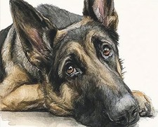 German Shepherd Dog