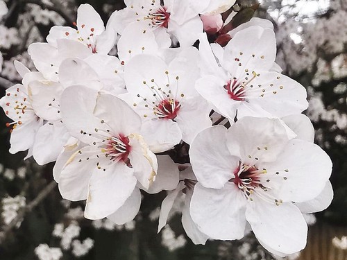 Prunus cerasifera cherry - prunus, cerasifera,