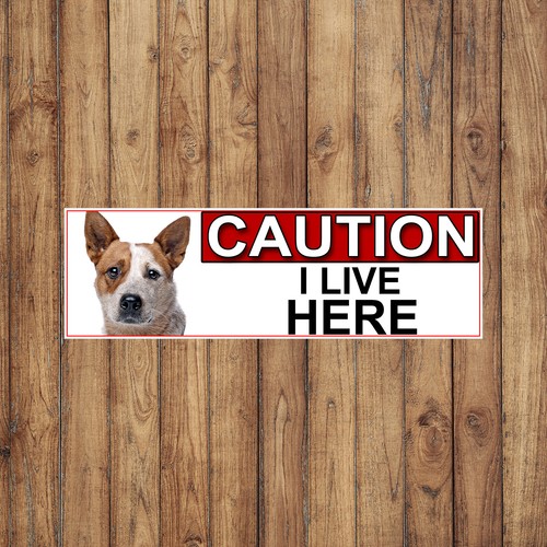 Australian cattle dog - australian, caution