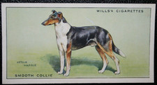 SMOOTH COLLIE   Vintage 1937