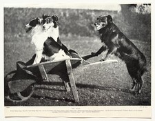 WELSH SHEEPDOG DOG BREED -