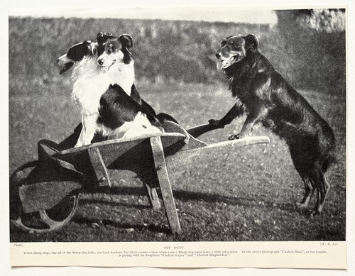 Welsh sheepdog dog - sheepdog, breed