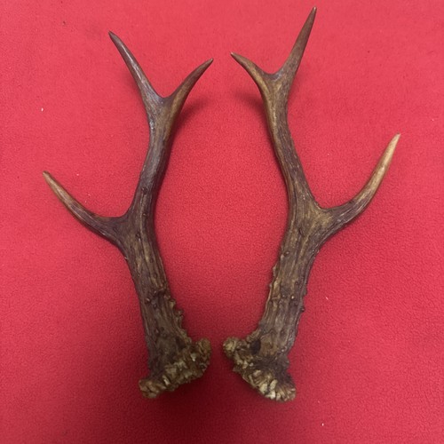 Pair roe deer antlers - deer,