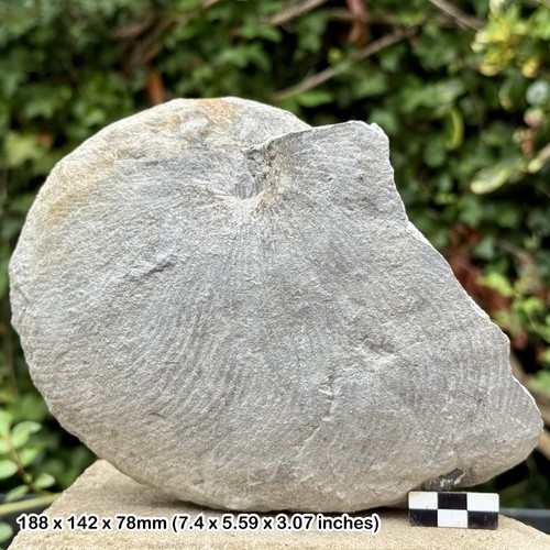 Rare fossil nautilus - 7",
