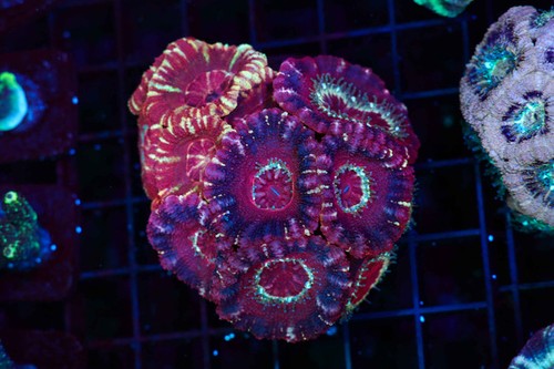 Asian multi acan - multi-acan, colony