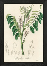 Botanical Illustration of
