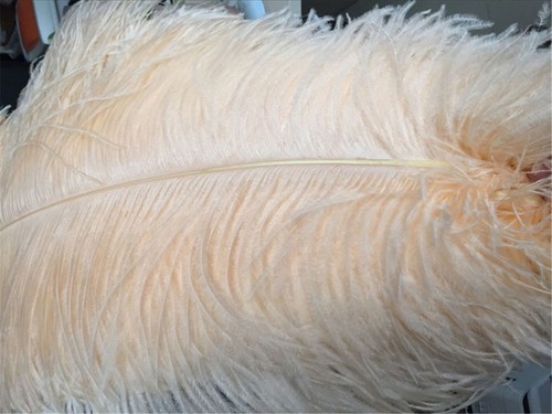 Quality champagne ostrich - champagne,