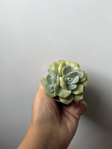 Echeveria ice grape - grape, 5cm