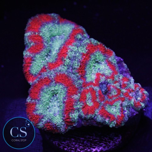 Demon dungeon asian acan - cs,