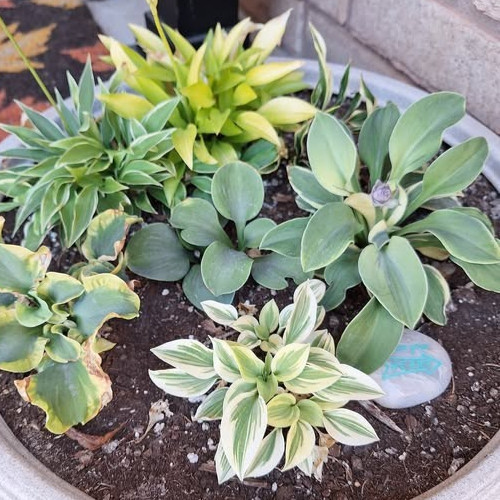 9cm miniature hosta - 4,