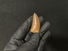 Dinosaur Fossil Tooth Carcharodontosaurus T-Rex 60 mm!