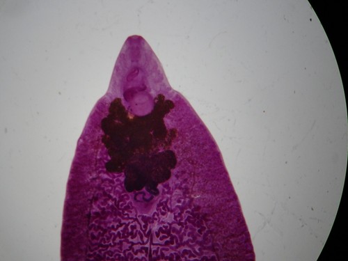 Vintage microscope slides - vintage, of