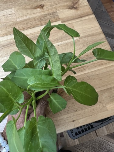 Water spinach morning - spinach, ,
