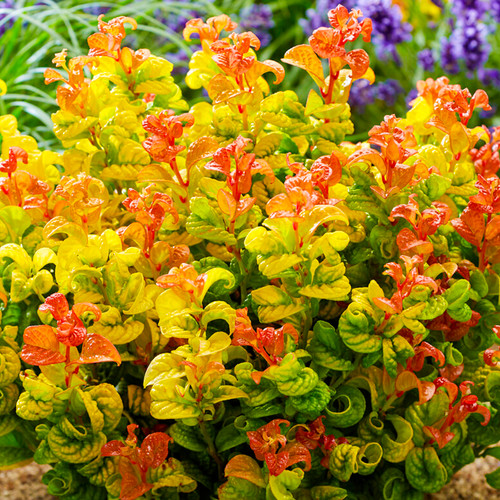 Leucothoe axillaris outdoor - leucothoe,