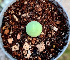 Conophytum Calculus 10mm | Tiny Mouth Succulent plant