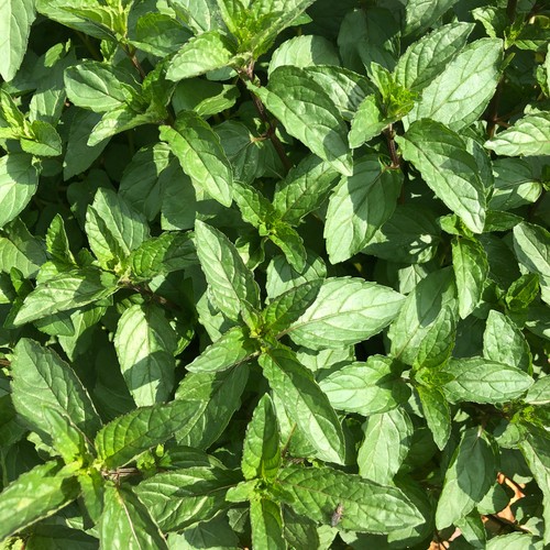 Chocolate peppermint intense - chocolate,
