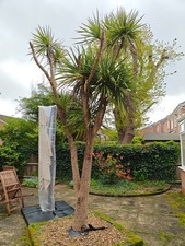 1 x Cordyline Australis