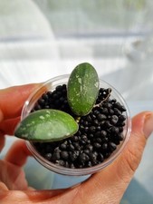 Hoya VL 9 variegated 🌸