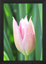 Tulip Framed Wall Art Poster