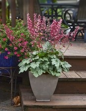 Heuchera Berry Timeless -