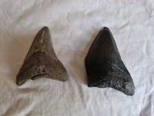 2 Juvenile Megalodon Shark