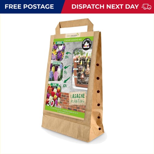 Dutch flower bulbs - flower,