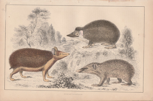 1840 hand coloured - coloured, print