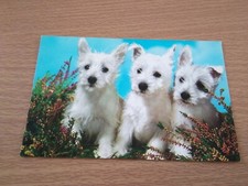 West Highland White puppies