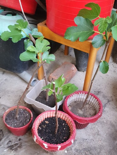 Live fig tree plant rooted - tree,