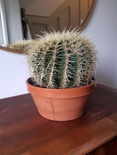 Echinocactus Grusonii, Large Golden Barrel Cactus In 23cm Terracotta Pot