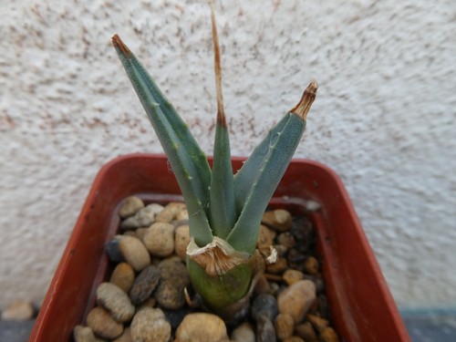 Agave utahensis shown in - ,,